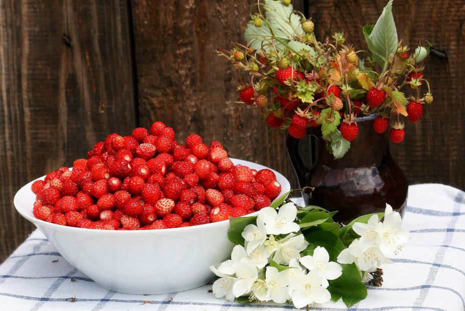 Frutas silvestres que te ayudan a mejorar la salud Frutas silvestres que te ayudan a mejorar la salud