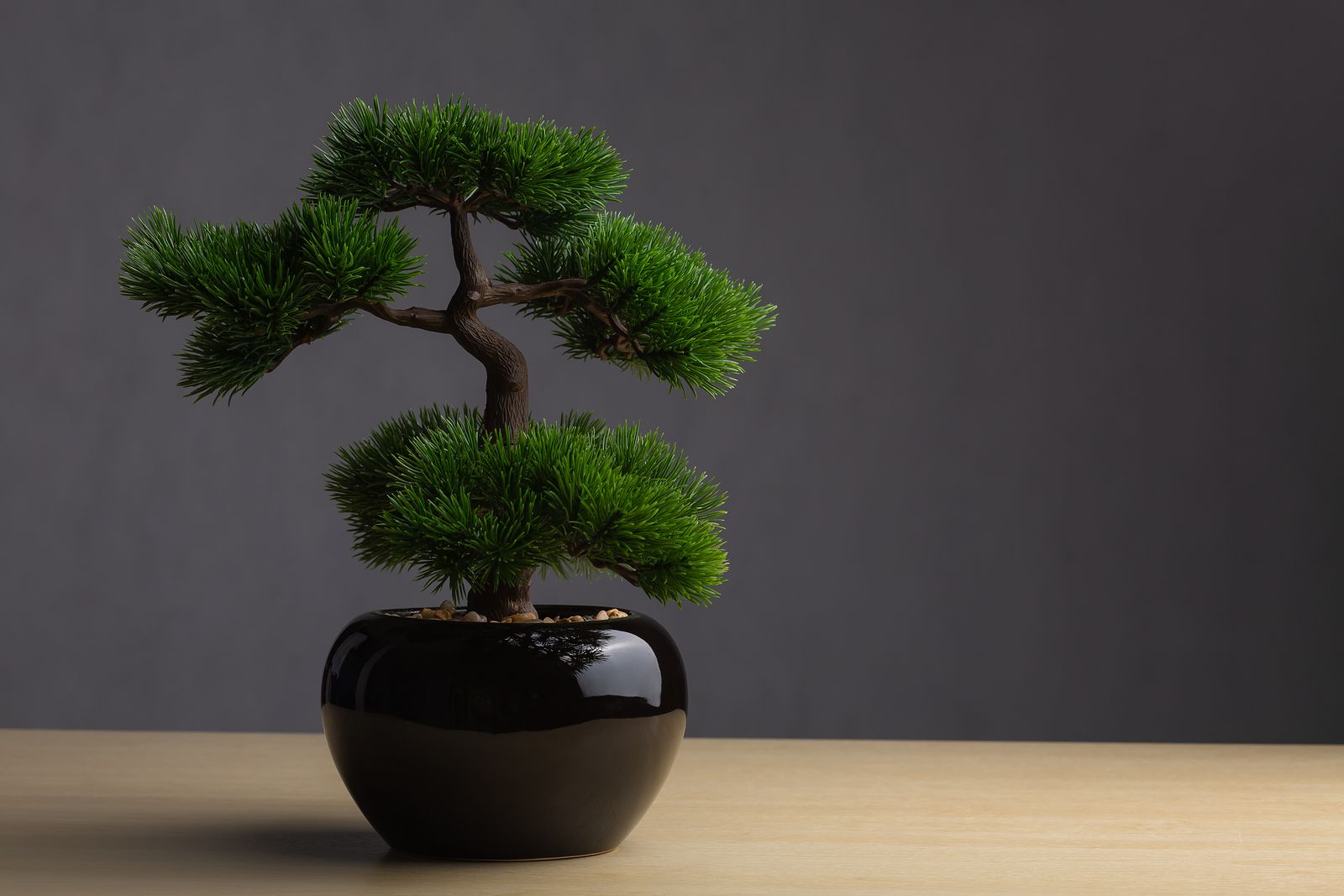 ¿Te han regalado un bonsái y no sabes cómo cuidarlo? (big stock)