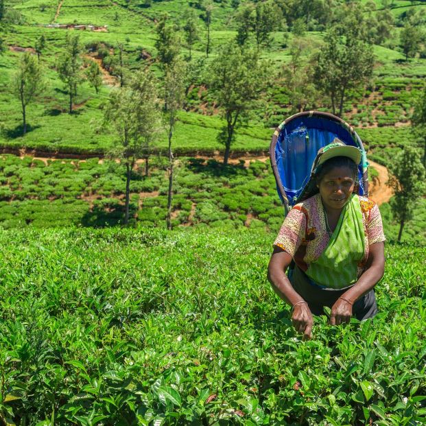 Mujer recogiendo té en una plantación en Sri Lanka (bigstock) Mujer recogiendo té en una plantación en Sri Lanka (bigstock)