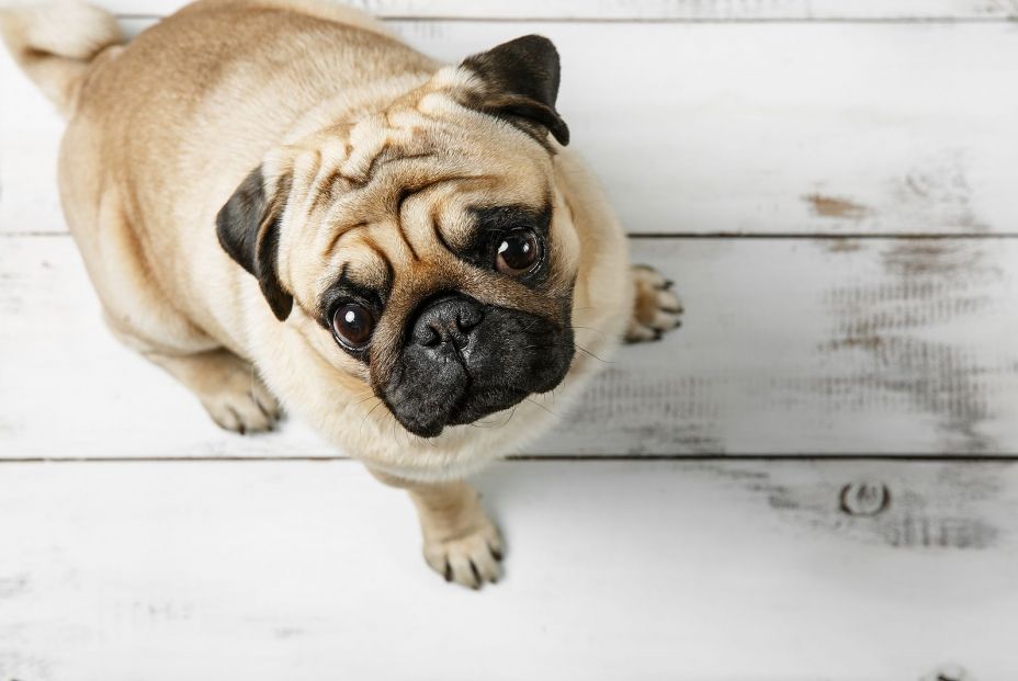 bigstock Cute Biege Pug Dog Is Sitting370774405