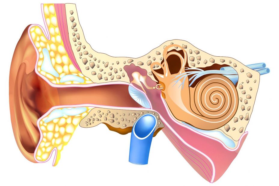 Presbiacusia: Pérdida de audición relacionada con la edad Presbiacusia: Pérdida de audición relacionada con la edad