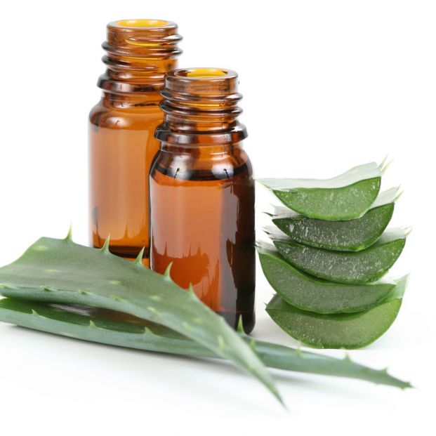 Aloe vera, una de las plantas con usos medicinales (bigstock)