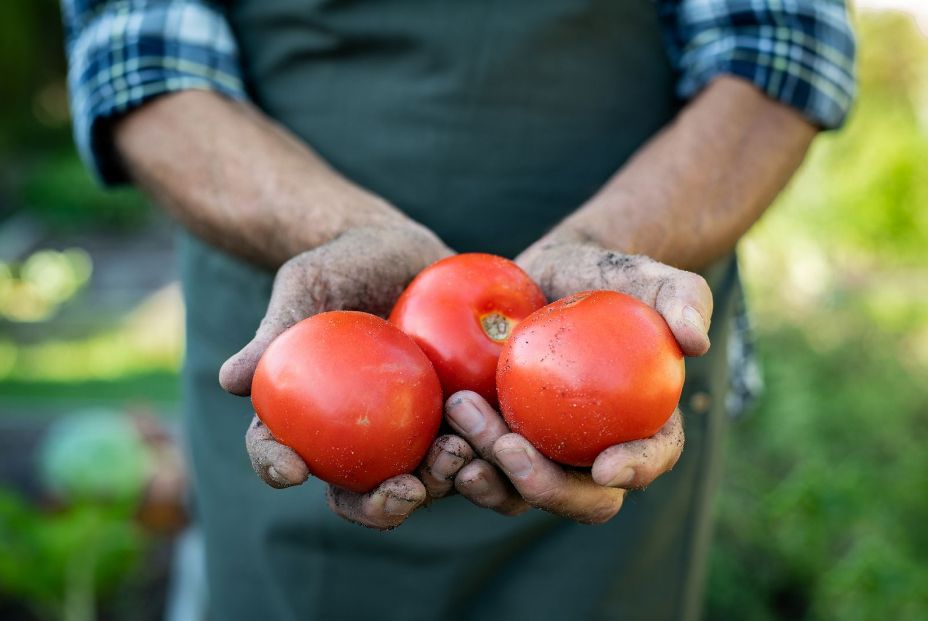 Despega el 'Amazon' de los agricultores: cómo comprar frutas y verduras a domicilio Despega el 'Amazon' de los agricultores: cómo comprar frutas y verduras a domicilio