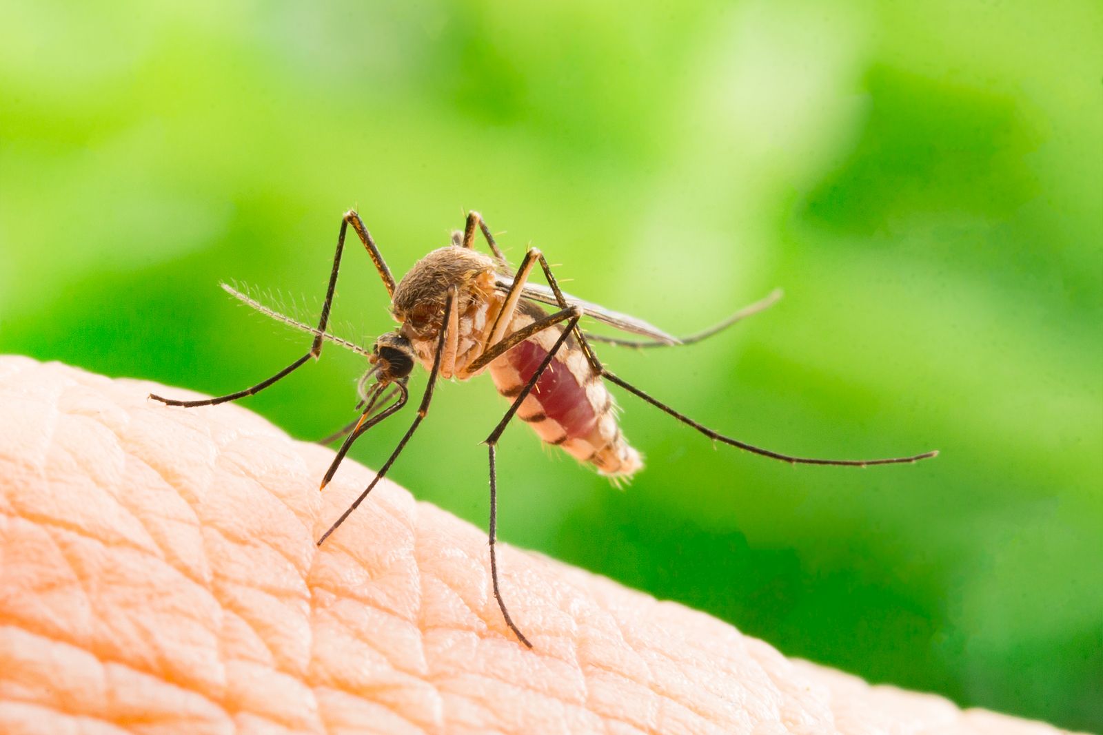 (Foto: Bigstock) ¡Alerta mosquitos! España se prepara para un aumento tras las lluvias