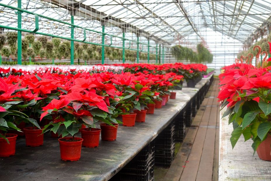 Consejos a la hora de comprar una poinsettia o Flor de Pascua Consejos a la hora de comprar una poinsettia o Flor de Pascua