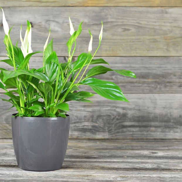 Espatifilo o flor de La Paz es una planta conocida por purificar el aire en espacios cerrados (Foto: bigstock) Espatifilo o flor de La Paz es una planta conocida por purificar el aire en espacios cerrados (Foto: bigstock)
