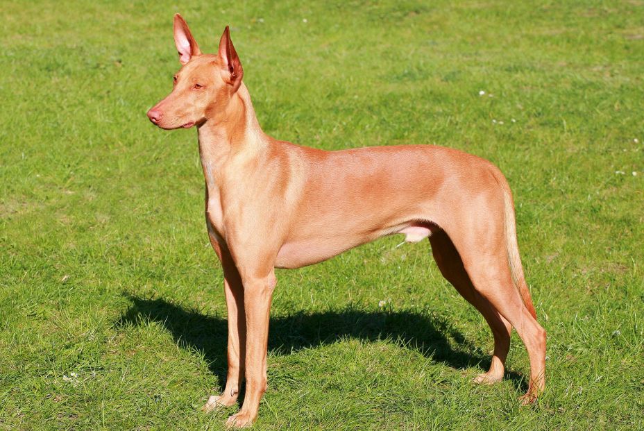 Estas son las razas de perro más caras de 2020. Foto bigstock Estas son las razas de perro más caras de 2020. Foto bigstock