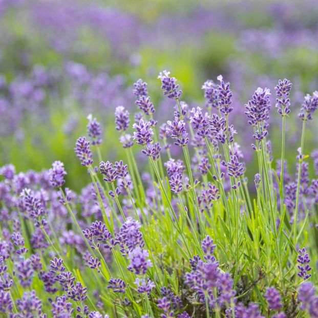 Eucalipto y vinagre: dos remedios infalibles para acabar con los piojos Foto: bigstock Eucalipto y vinagre: dos remedios infalibles para acabar con los piojos Foto: bigstock