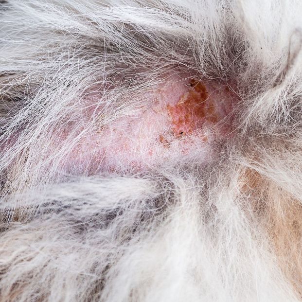 Mi casa huele a perro Foto: bigstock Mi casa huele a perro Foto: bigstock