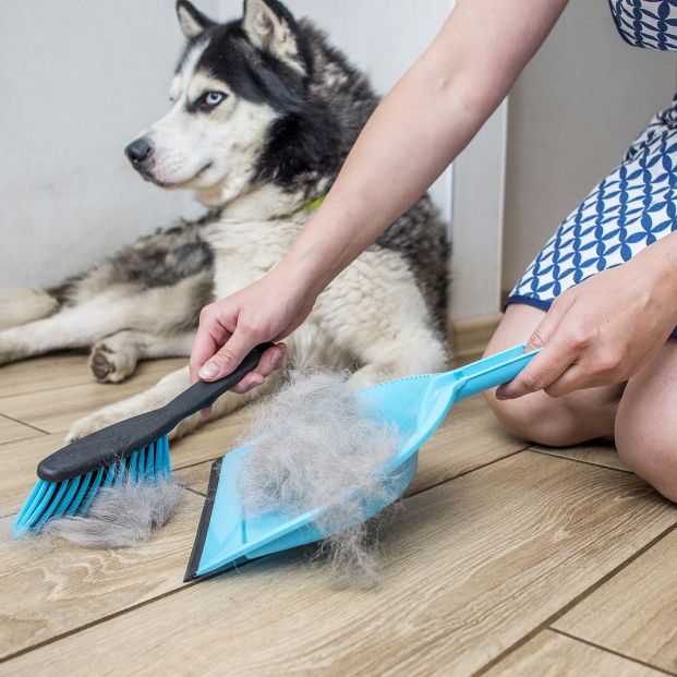 Mi casa huele a perro Foto: bigstock Mi casa huele a perro Foto: bigstock