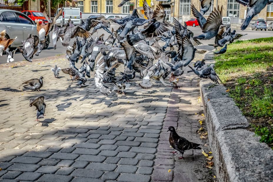Colombofobia, cuando el pánico a las palomas te bloquea (Foto Bigstock) 2