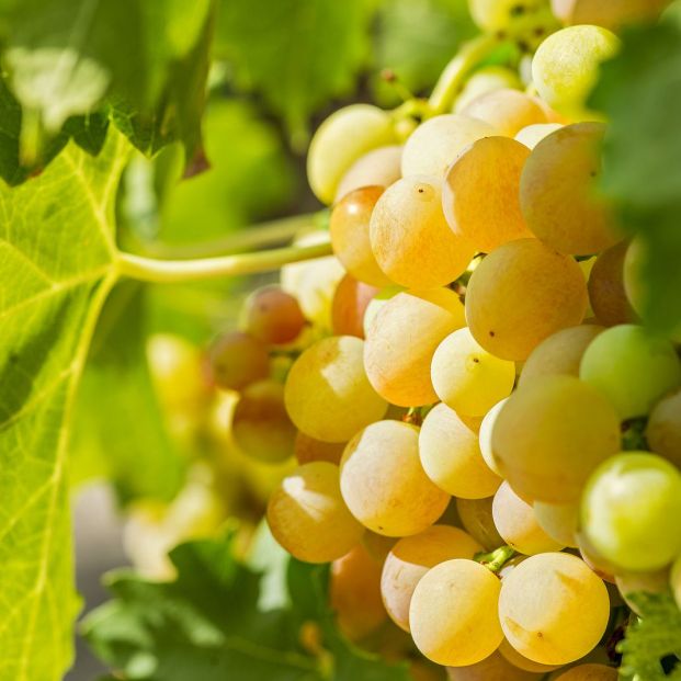 Las mejores uvas del supermercado Las mejores uvas del supermercado