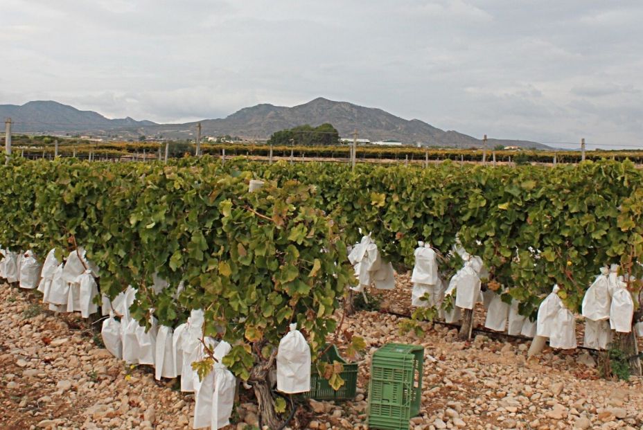 uvas de Vinalopó uvas de Vinalopó