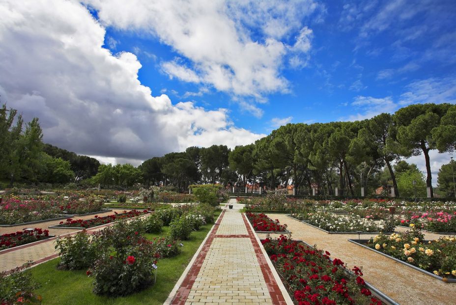 bigstock Magnificent well groomed rosar 28034918 bigstock Magnificent well groomed rosar 28034918