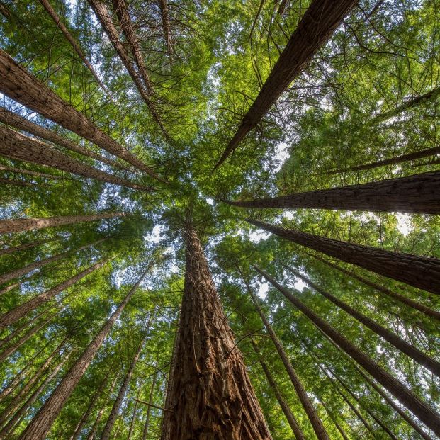 Descubre los espectaculares bosques de Cantabria