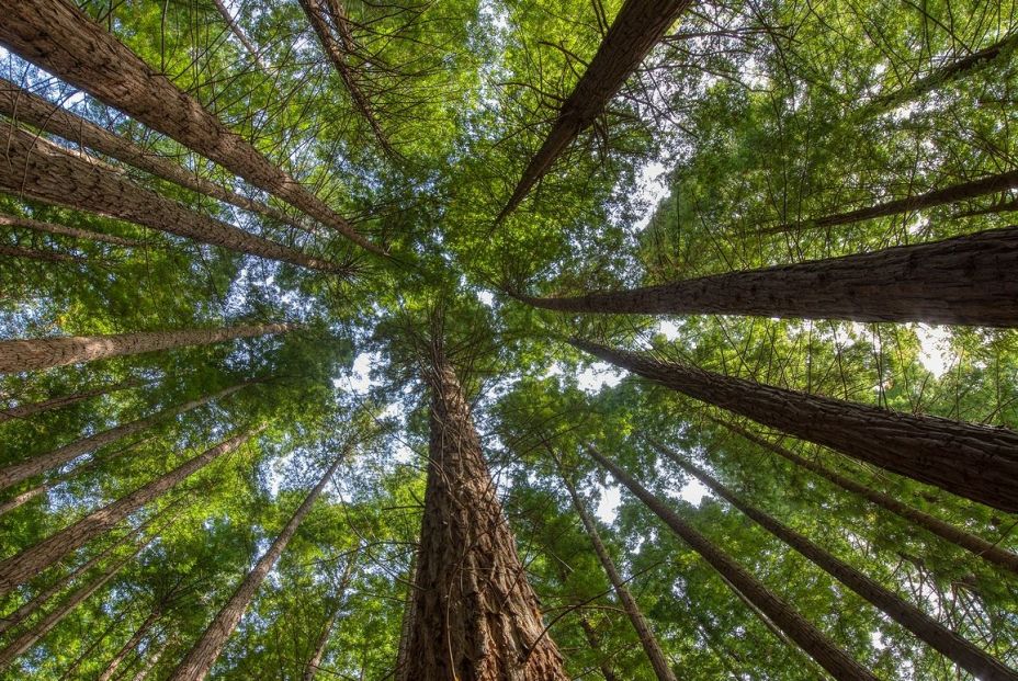 Descubre los espectaculares bosques de Cantabria Descubre los espectaculares bosques de Cantabria