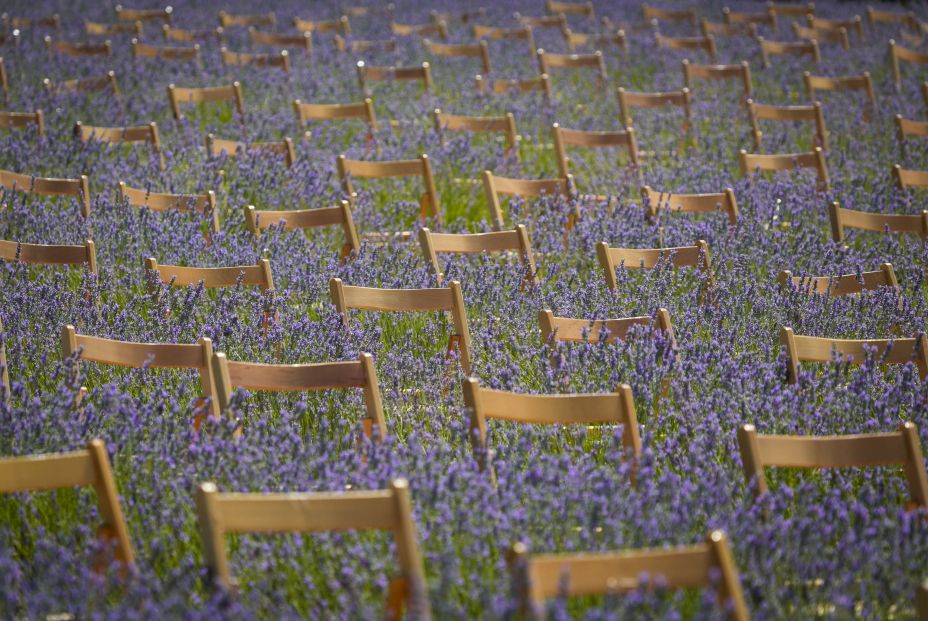 Campos morados de Brihuega acogerán una nueva edición del Festival de la Lavanda (Festival de la Lavanda)