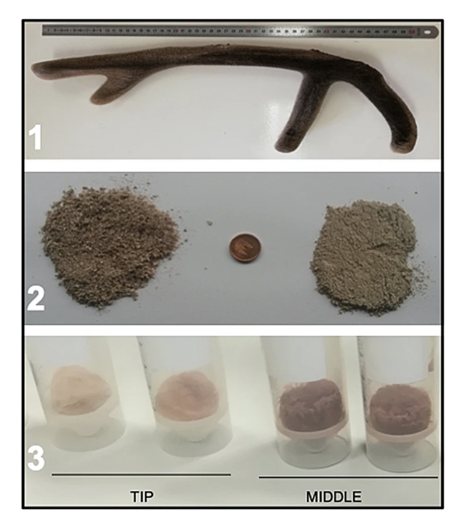 El extracto de cuerna de ciervo en crecimiento es anticancerígeno El extracto de cuerna de ciervo en crecimiento es anticancerígeno