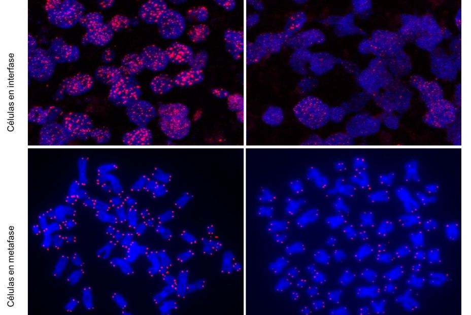 EuropaPress 3512649 teloimeros cnio EuropaPress 3512649 teloimeros cnio
