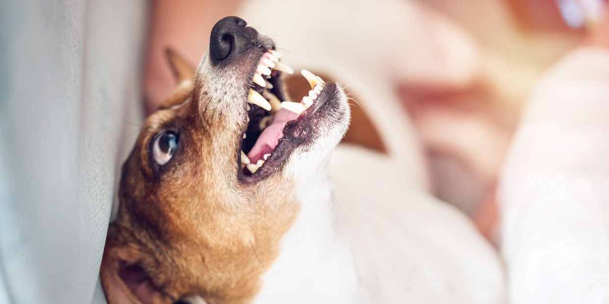 Fobia a los perros, un miedo que suele venir de la infancia (Foto Bigstock) 3 Fobia a los perros, un miedo que suele venir de la infancia (Foto Bigstock) 3