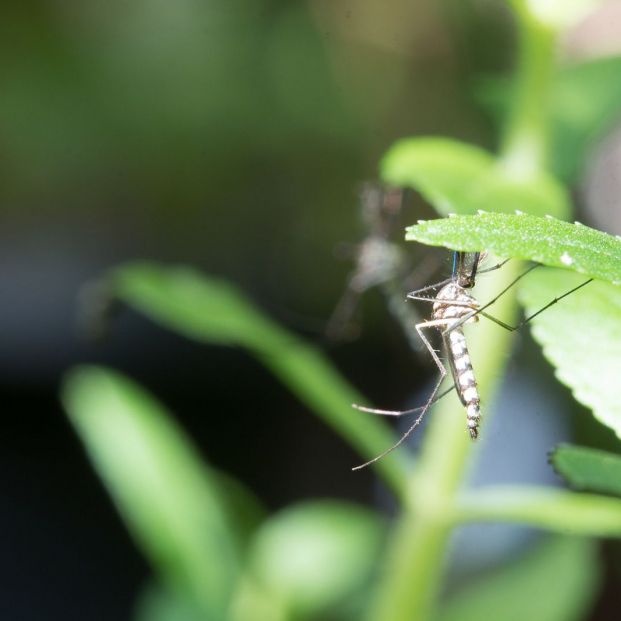Remedios naturales para repeler insectos (bigstock) Remedios naturales para repeler insectos (bigstock)
