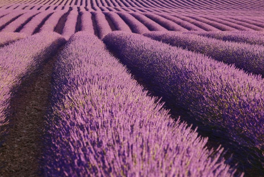 No te puedes perder Brihuega y sus campos de lavanda bigstock No te puedes perder Brihuega y sus campos de lavanda bigstock