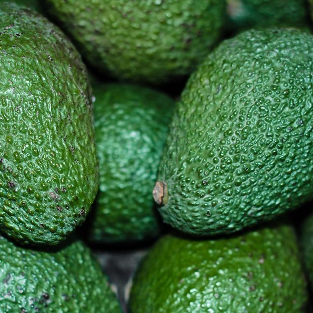 Alimentos tóxicos que nunca debemos dar a nuestro perro