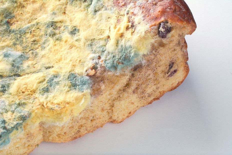 bigstock Mold Fungus On Pie Moldy Pie388290493 bigstock Mold Fungus On Pie Moldy Pie388290493