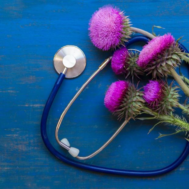 bigstock Beneficios del cardo mariano bigstock Beneficios del cardo mariano