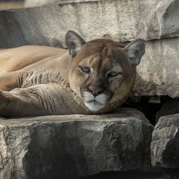 Curiosidades del ronroneo de los gatos Curiosidades del ronroneo de los gatos