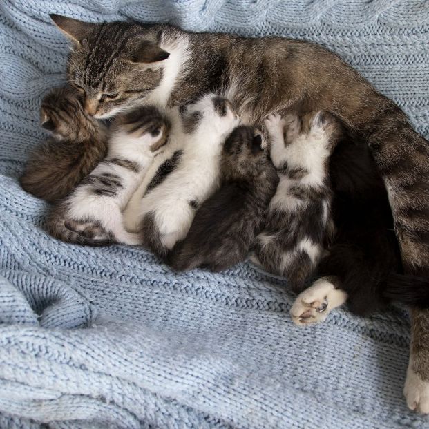 Curiosidades del ronroneo de los gatos Curiosidades del ronroneo de los gatos