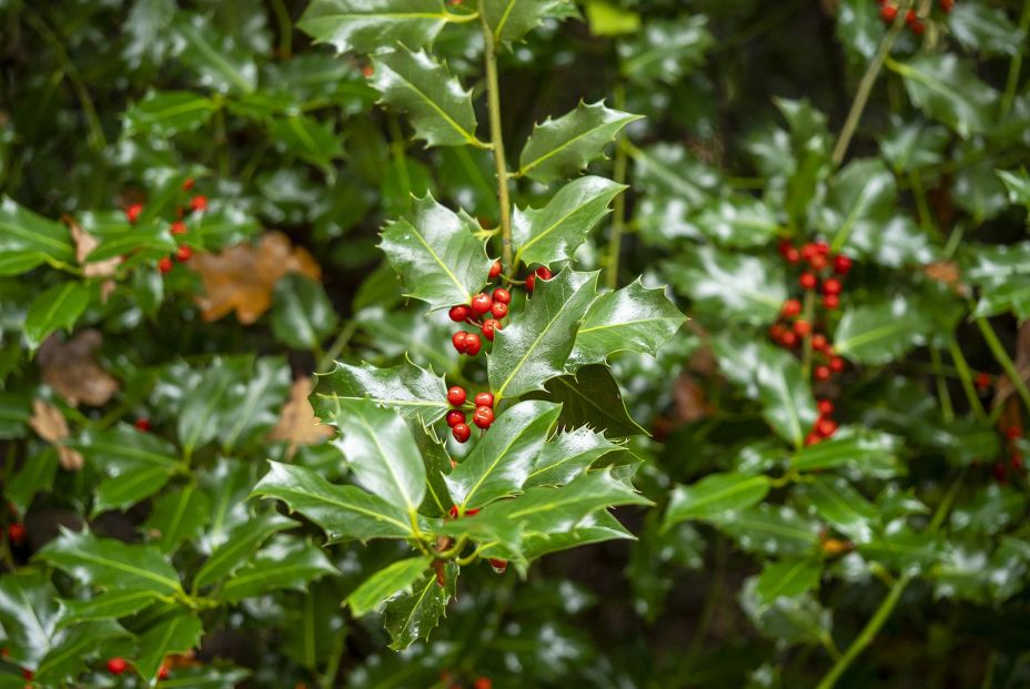 bigstock Holly Bush Ilex With Shiny G 382232483 bigstock Holly Bush Ilex With Shiny G 382232483