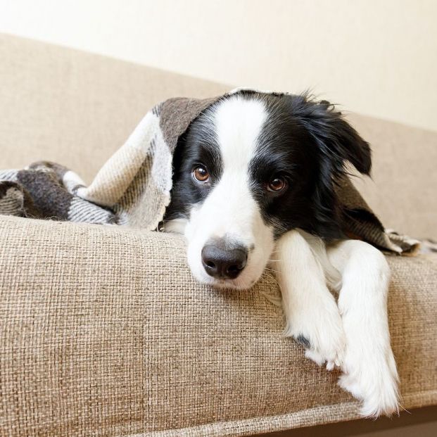 bigstock ¿Tienes frío los perros? bigstock ¿Tienes frío los perros?