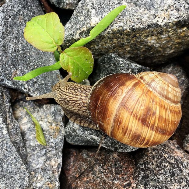 Caracoles silvestres ¿Cuáles pueden venderse y en qué condiciones? (Foto Bigstock) 2 Caracoles silvestres ¿Cuáles pueden venderse y en qué condiciones? (Foto Bigstock) 2