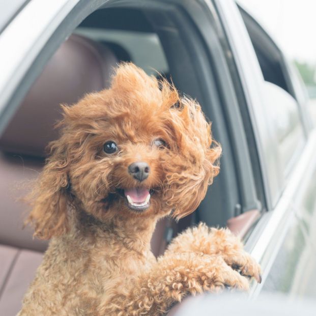 Cómo debemos movernos con nuestro perro por la ciudad según la DGT Cómo debemos movernos con nuestro perro por la ciudad según la DGT
