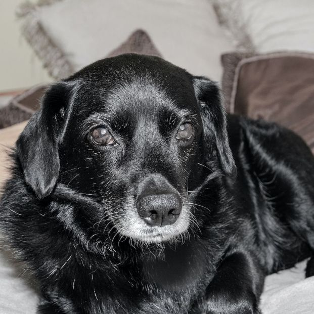 bigstock Por qué adoptar un perro senior bigstock Por qué adoptar un perro senior