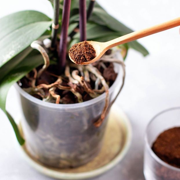 No tires el café molido usado, reutilízalo No tires el café molido usado, reutilízalo