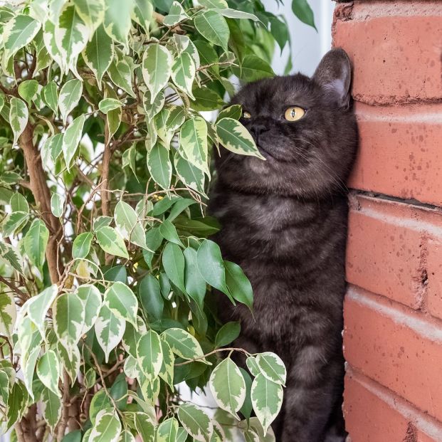 No tires el café molido usado, reutilízalo No tires el café molido usado, reutilízalo