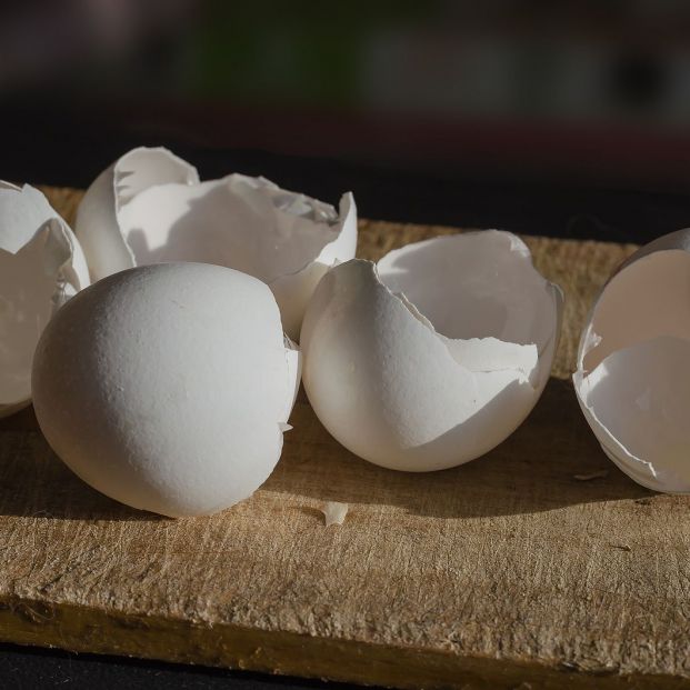 Alimentos que nunca debemos tirar por el desagüe Alimentos que nunca debemos tirar por el desagüe