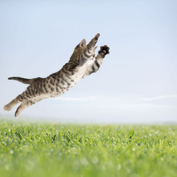 Cosas que creemos de los gatos que no son ciertas Cosas que creemos de los gatos que no son ciertas