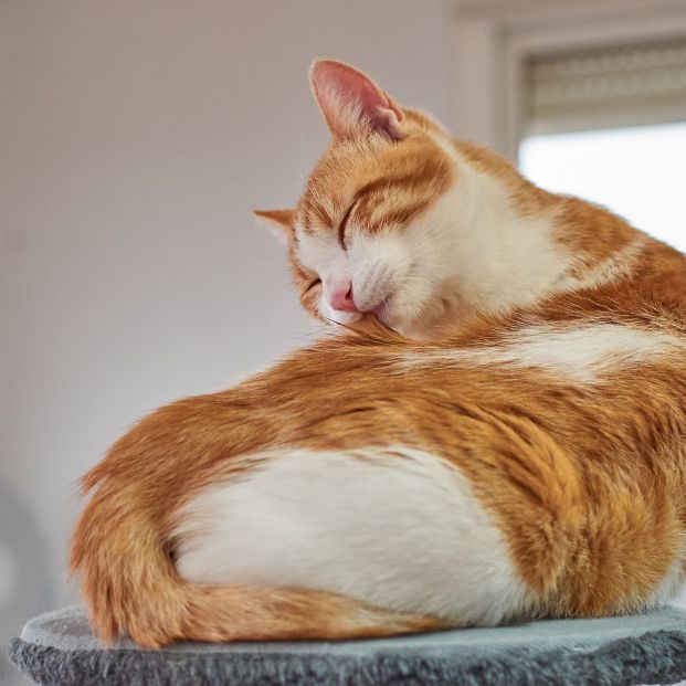 Cosas que creemos de los gatos que no son ciertas Cosas que creemos de los gatos que no son ciertas