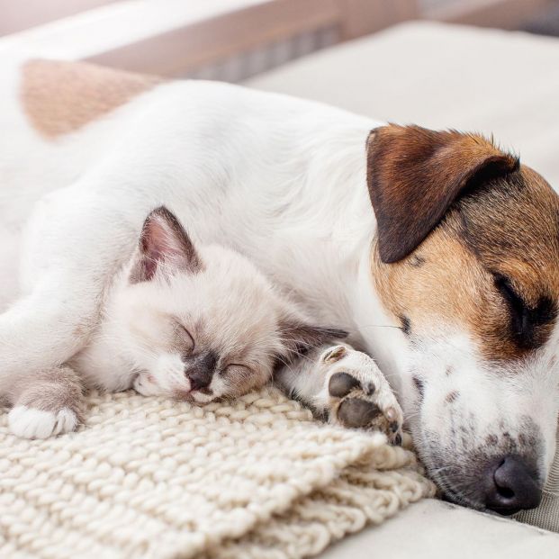 Cosas que creemos de los gatos que no son ciertas Cosas que creemos de los gatos que no son ciertas