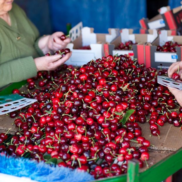 Valle del Jerte, explosión de color gracias a los cerezos Foto: bigstock Valle del Jerte, explosión de color gracias a los cerezos Foto: bigstock