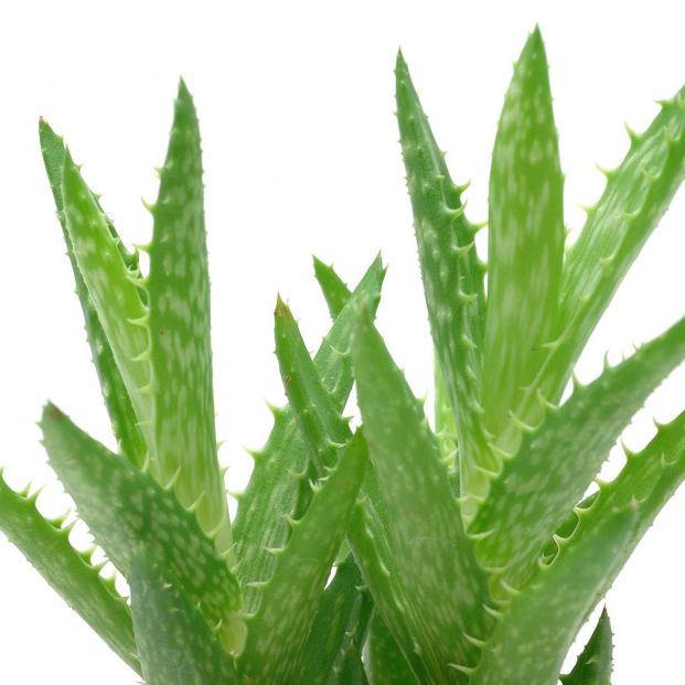 Remedios caseros para disimular o eliminar las manchas en las manos Remedios caseros para disimular o eliminar las manchas en las manos