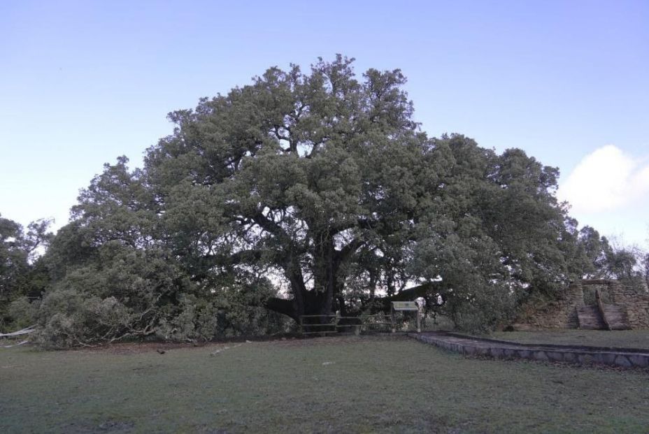 La carrasca milenaria de Lecina La carrasca milenaria de Lecina