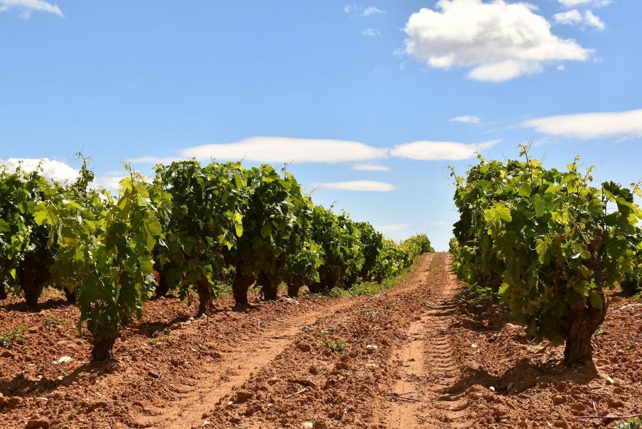 bigstock Photo Of Vineyard Row With Tra 400142774 bigstock Photo Of Vineyard Row With Tra 400142774