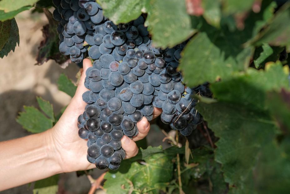 bigstock Hand Of Young Woman Holds Fres 389286433 bigstock Hand Of Young Woman Holds Fres 389286433