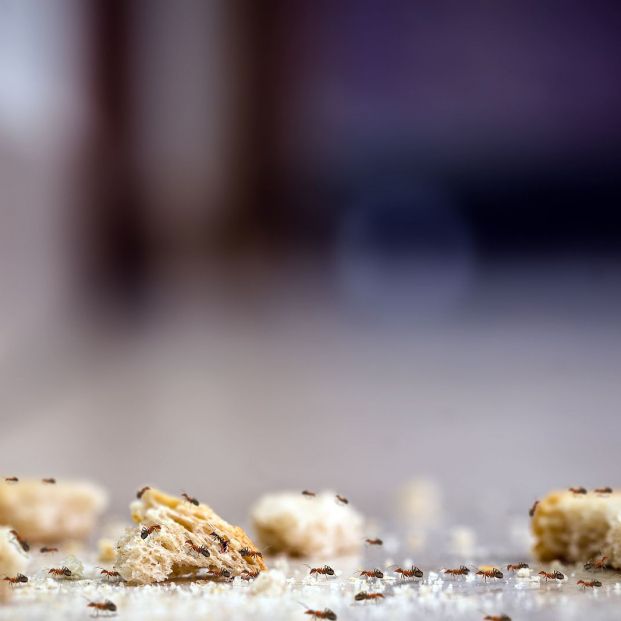 ¿Por qué aparecen las hormigas en primavera? Y cómo evitar que se cuelen en nuestra casa ¿Por qué aparecen las hormigas en primavera? Y cómo evitar que se cuelen en nuestra casa