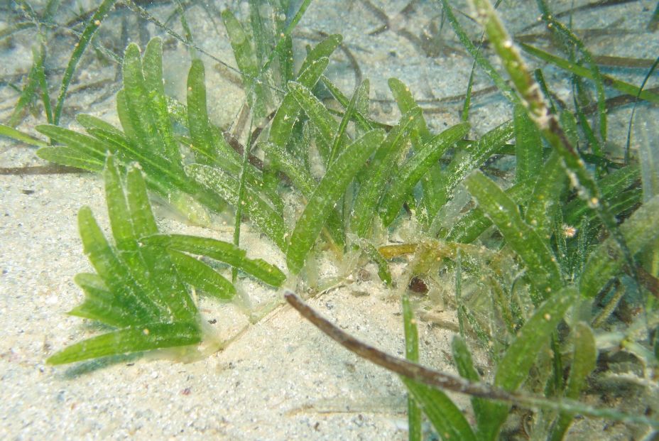 halophila stipulaceajoaquimgarrabou halophila stipulaceajoaquimgarrabou