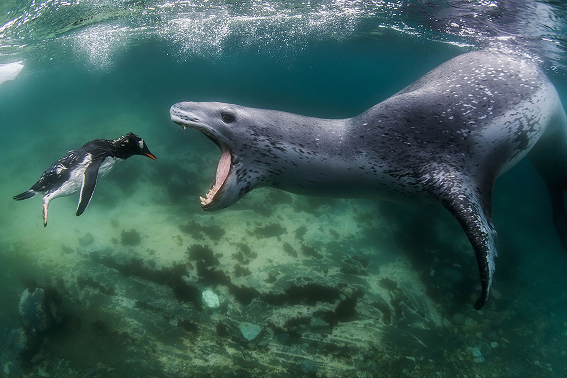 Fotografía de Amos Nachoum de una foca leopardo devorando a un pingüino en la Antártida (2009) (web: Amos Photography) Fotografía de Amos Nachoum de una foca leopardo devorando a un pingüino en la Antártida (2009) (web: Amos Photography)